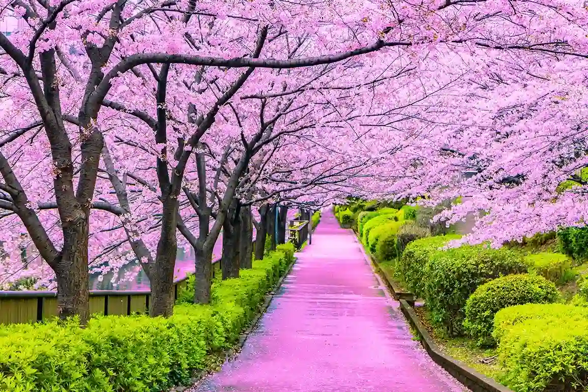 Japanese cherry blossoms: bloom time, meaning and fruit production facts