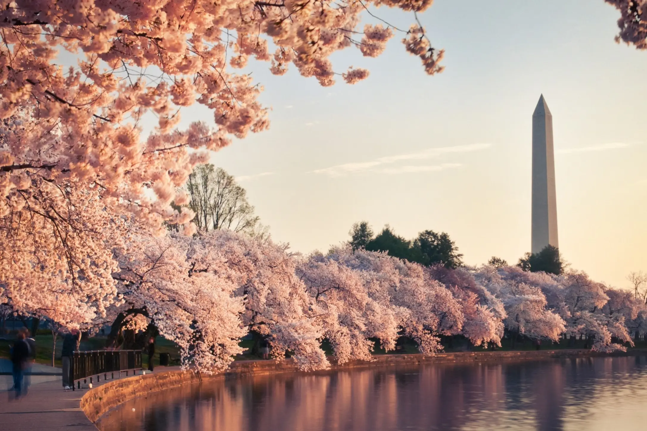 The surprising genetic reason why cherry trees all bloom at the same time.