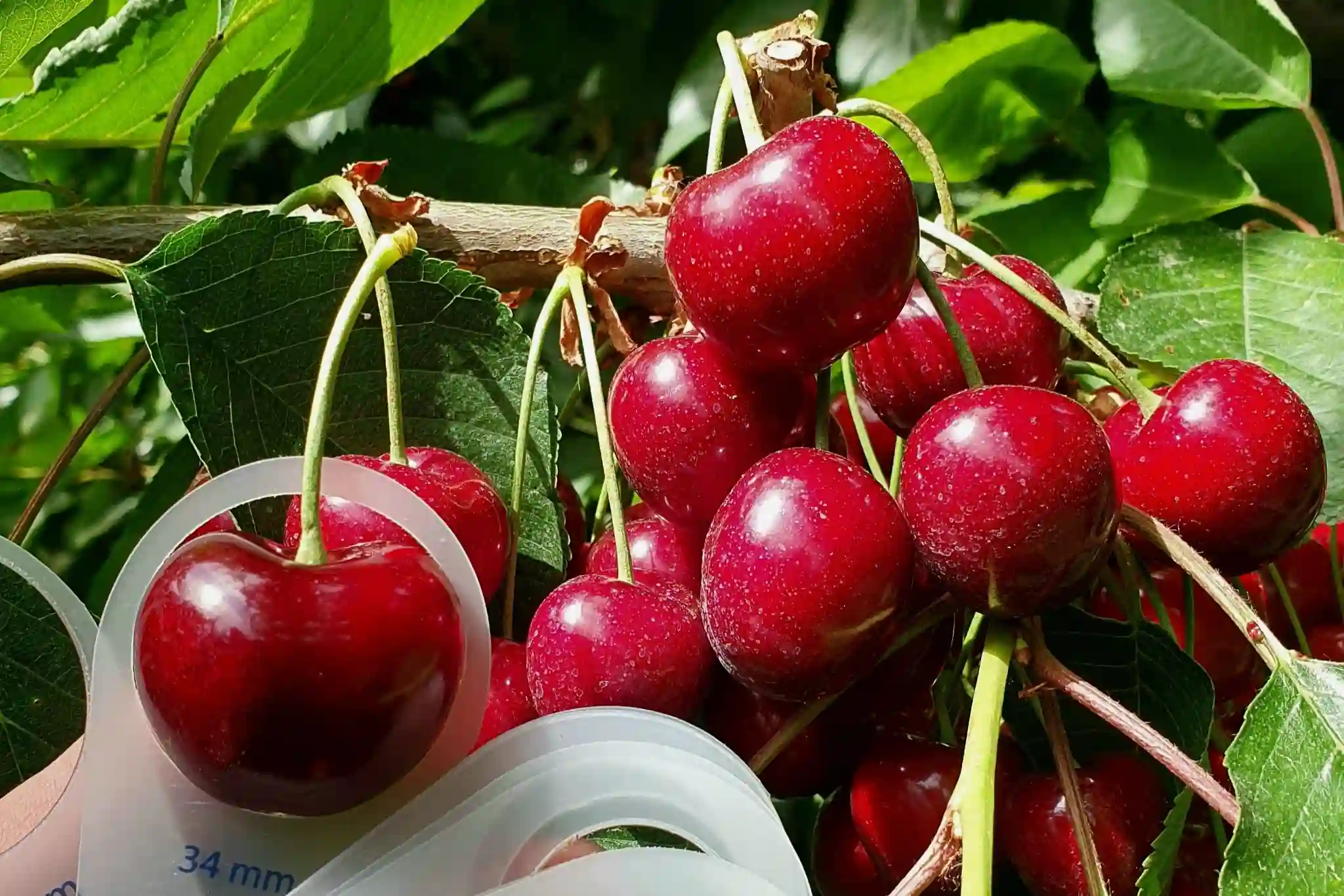 Growth regulators in cherry trees, allies in the pursuit of quality