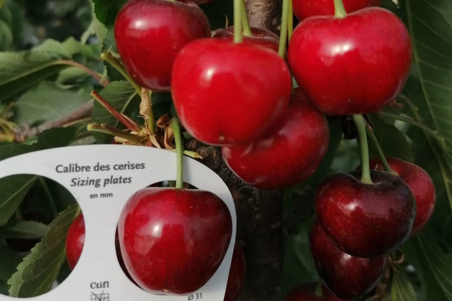 Overview of the use of forchlorfenuron (CPPU) to increase fruit yield, quality, and storability