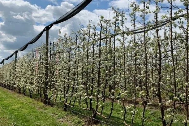 Formazione degli alberi nei frutteti stretti: il progetto NOS in Australia
