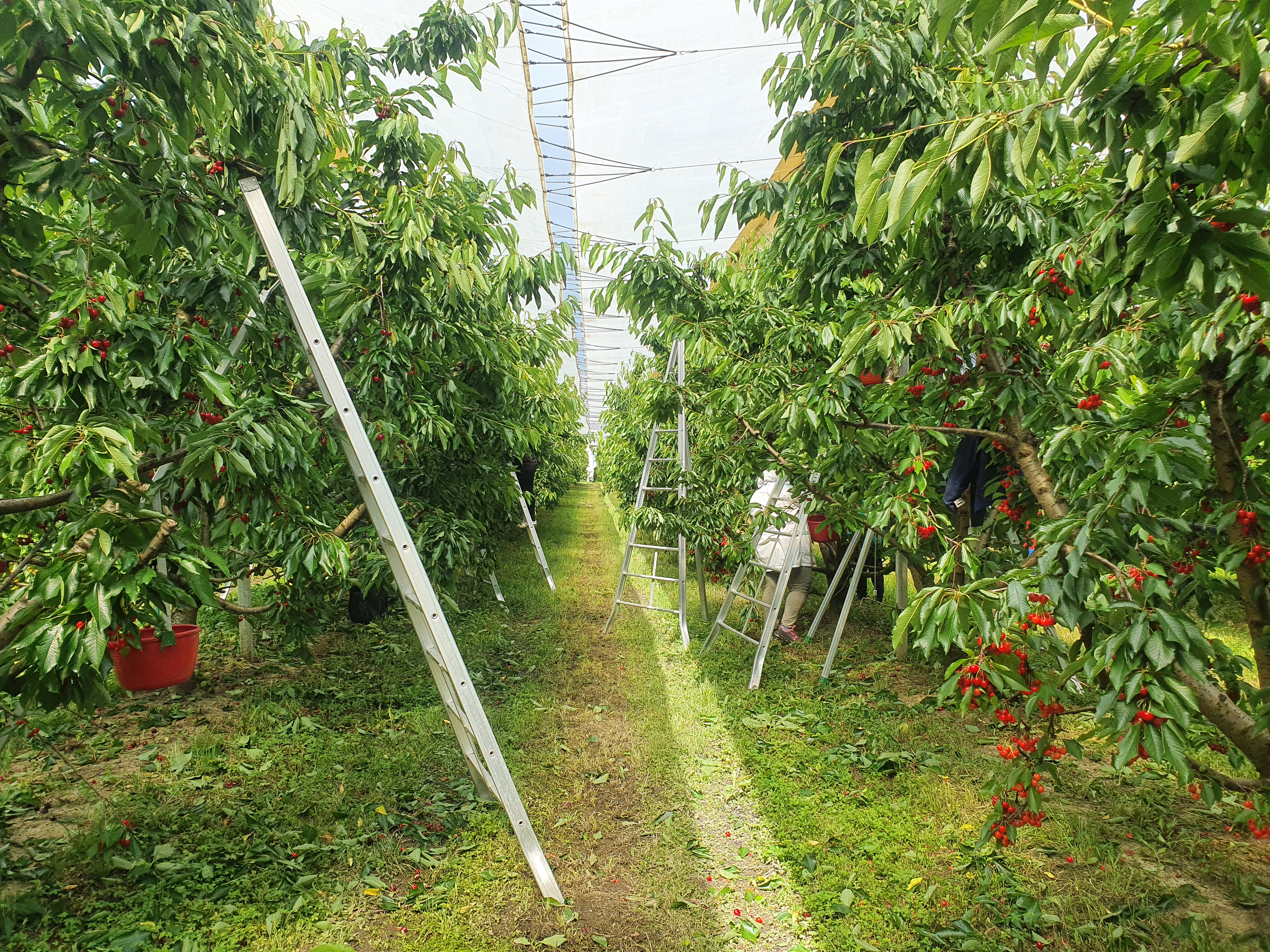 Costs and profitability of cherry growing at different planting densities