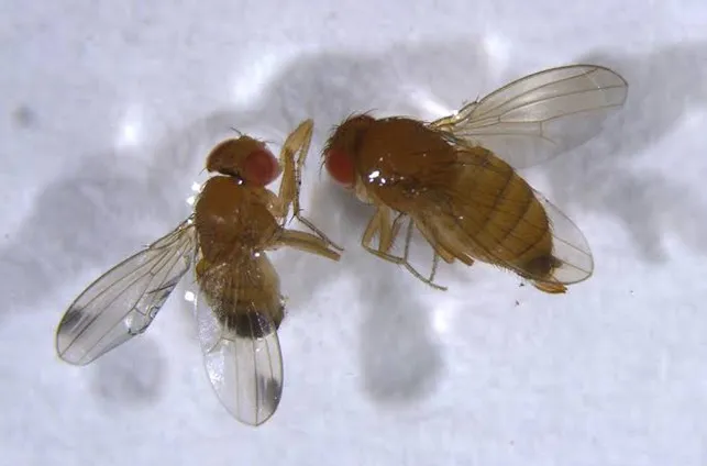 Trattamenti con etil formiato e basse temperature per il controllo di Drosophila suzukii: variazioni metaboliche alla base dell’efficacia