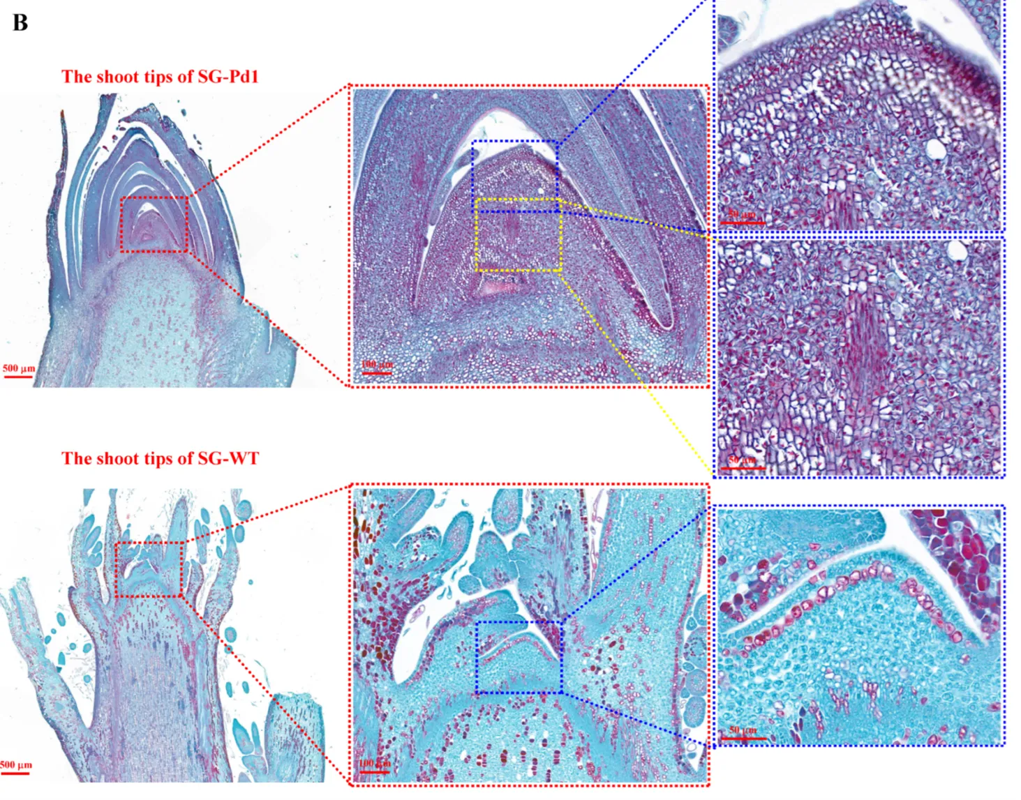 Dwarfing rootstocks show epigenomic differences in the grafted cultivar