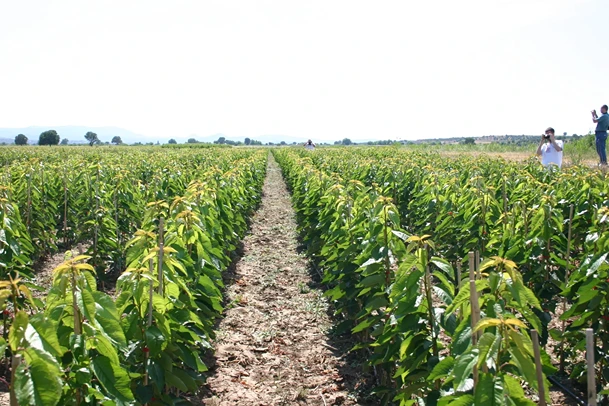 Gli effetti di promalin e pacciamatura sulla produzione di astoni di ciliegio