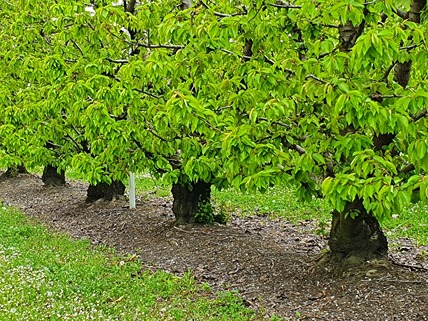 Trunk diameter variations as indicators of water stress in sweet cherry trees