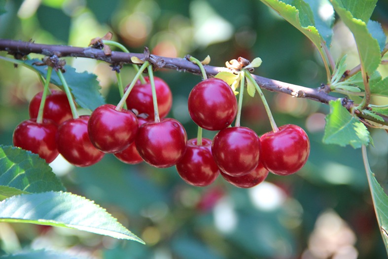 Michigan ready to name cherry as official state fruit