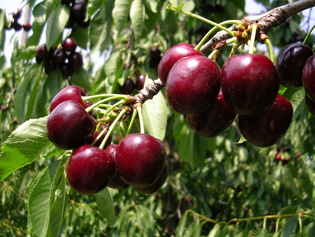 Controllo della mosca della frutta e clima ostile: così la partenza della stagione argentina