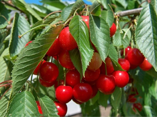 Chinese study reveals Chinese cherries quality attributes