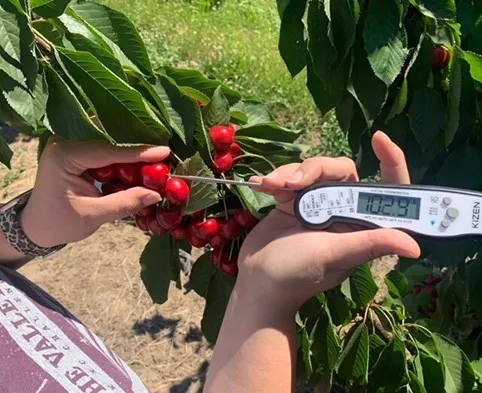 INIA provides strategies to protect cherry and other fruit crops from high temperatures