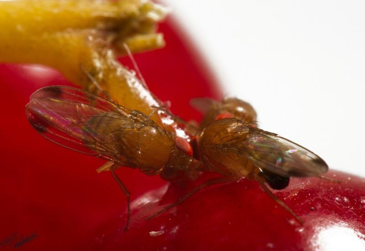 Una ricerca francese studia la capacità della Drosophila suzukii di adattarsi a diversi ambienti