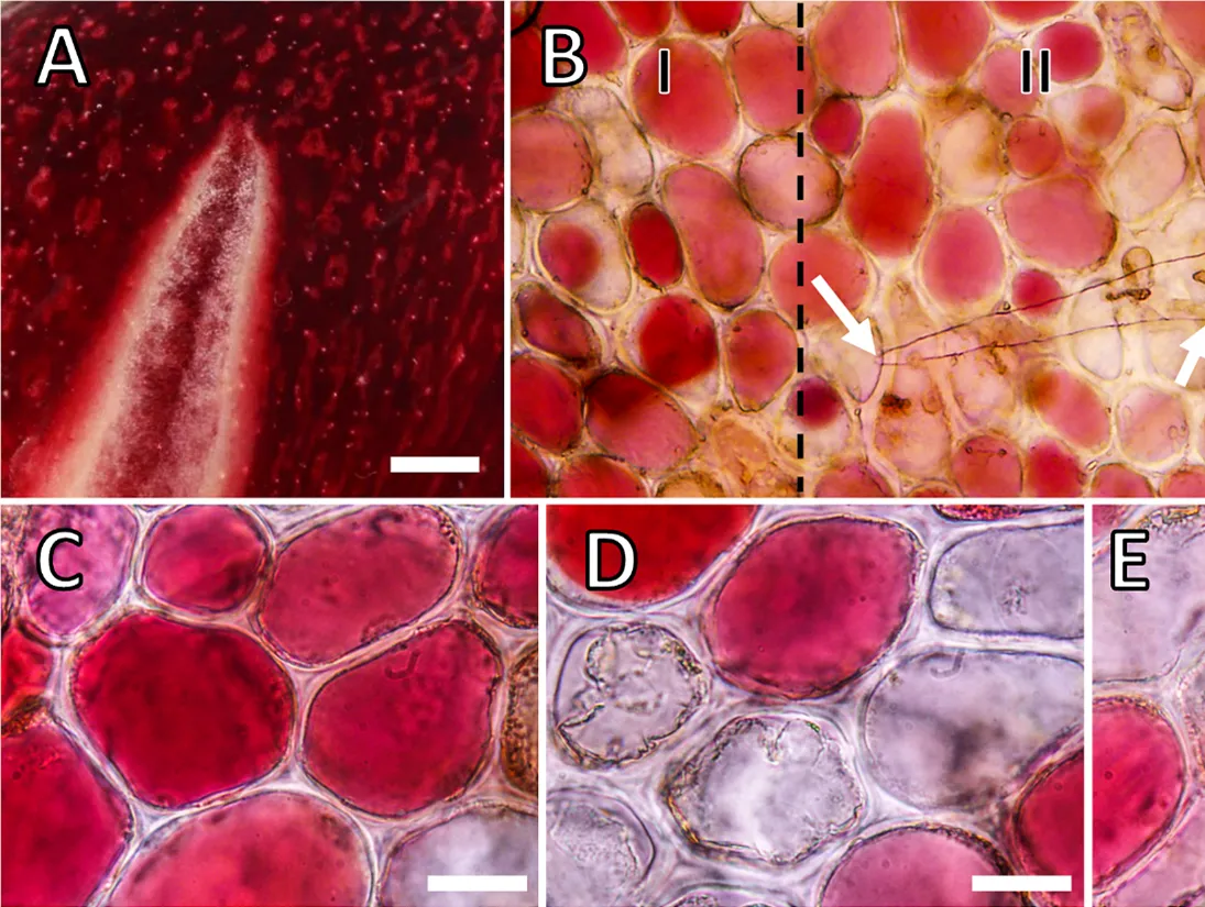 Suscettibilità al cracking di full-sibs derivanti dall’incrocio di una cultivar di ciliegio dolce tollerante e una suscettibile al cracking: relazione con le caratteristiche della cuticola, i microcracking ed il calcio