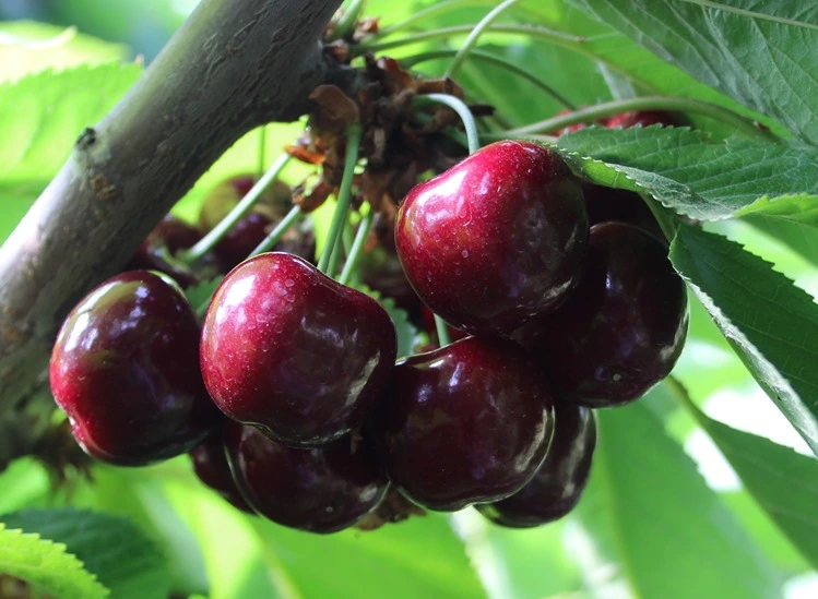 Australian cherry season takes off: target 5,000 tonnes also thanks to Chinese markets