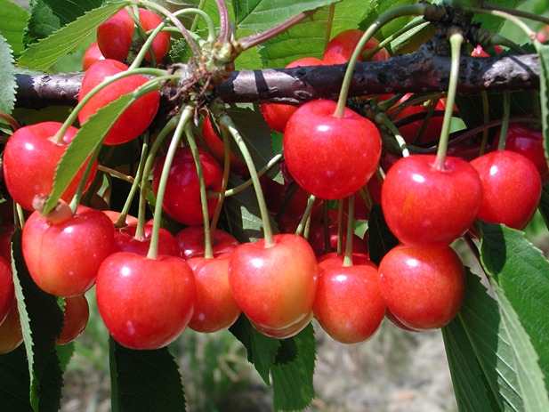 Bloom Fresh doubles breeding research with new centre in California