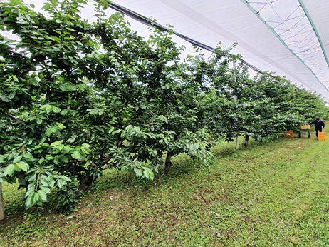 How climate change impacts post-harvest in the cherry tree