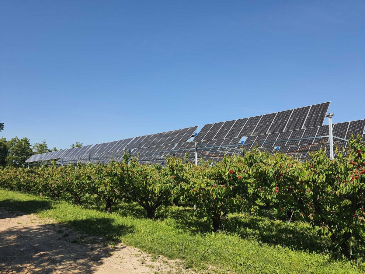 Agrivoltaics in France: the future of cherries under solar panels