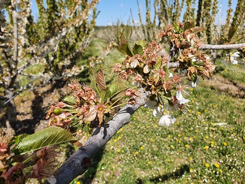 Preparations for La Niña: managing frost and temperatures