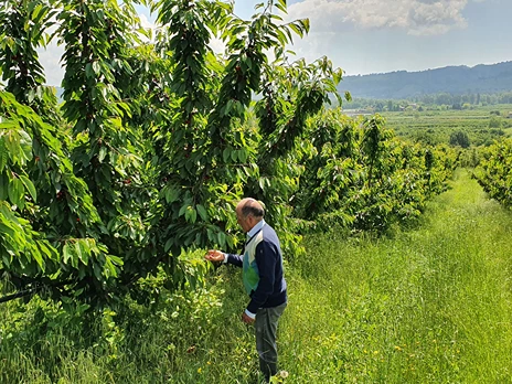 MaCrops-Lab proposes new microbial bio-inputs for root development and quality of sweet cherry trees