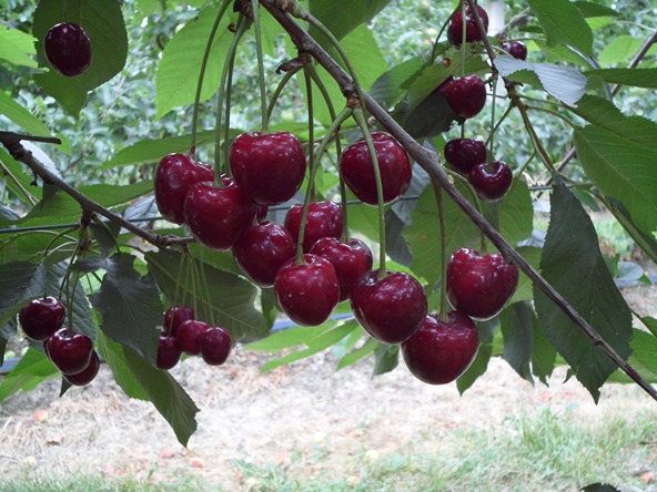 Calcium absorption: useful information for sweet cherry orchard management