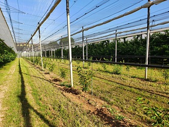 From water to quality: challenges and solutions for cherry tree irrigation