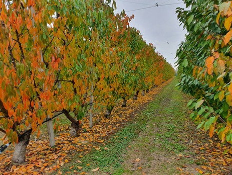 Autumn leaf fall of cherry trees