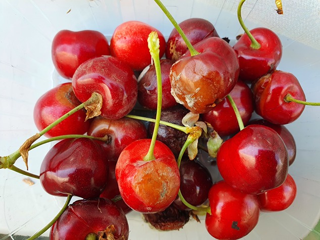 Tips on monitoring and control of Botrytis and brown rot in sweet cherry trees