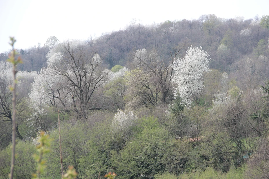 The impact of climate change on cherry cultivation