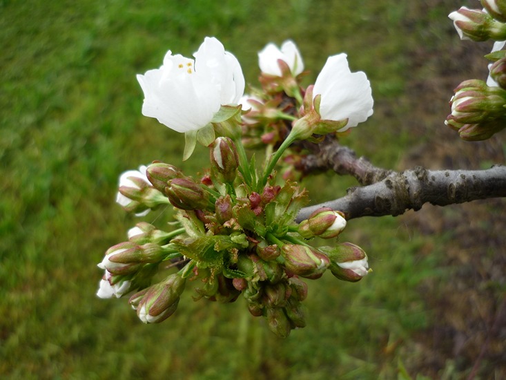 New markers for the genetic selection of flowering time in cherry trees 