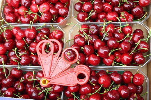 Premium cherries: strategies to optimise quality