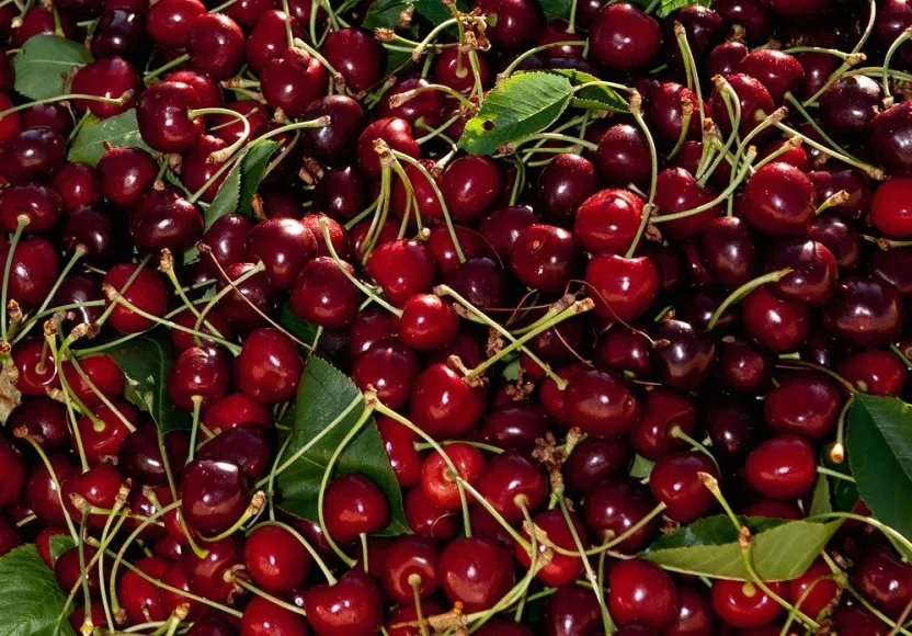 Northwest (US) cherries: harvest rebounds after a difficult year