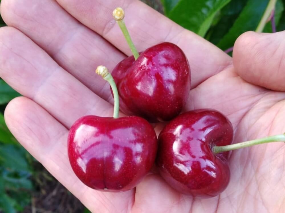 The effects of thinning impact fruit quality and can increase sugar and anthocyanin content