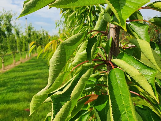 Recent updates on cherry tree management and nutrition