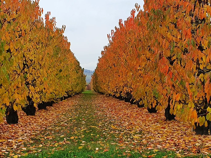 Mundoagro Capacita: new lectures on post-harvest and quality of the sweet cherry tree