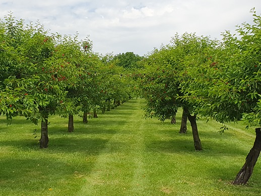 Michigan crisis, after sweet cherries also sour cherries suffer losses due to weather