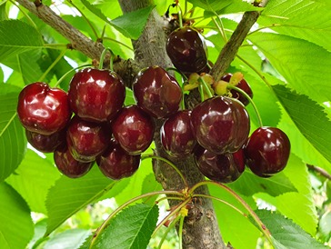 Evolution of the sweet cherry tree from 2008 to 2023: University of Illinois (USA) report