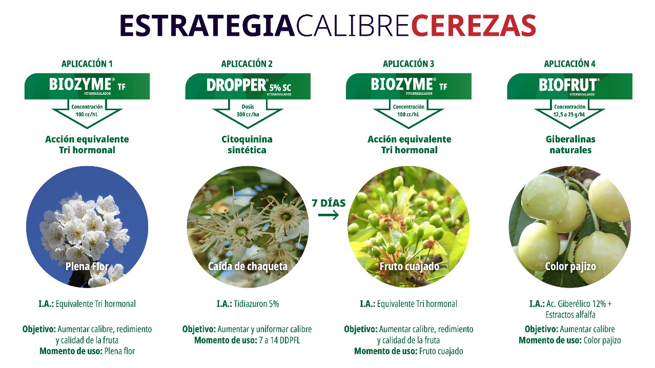 Plant growth regulators and biostimulants: UPL's solutions for cherry production