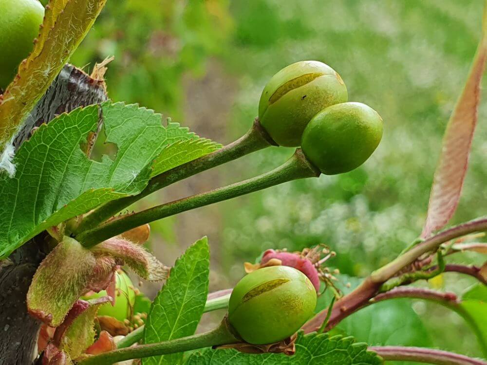 Prospettive incerte per il mercato delle ciliegie in Ucraina: gelate e clima instabile compromettono la stagione 2024