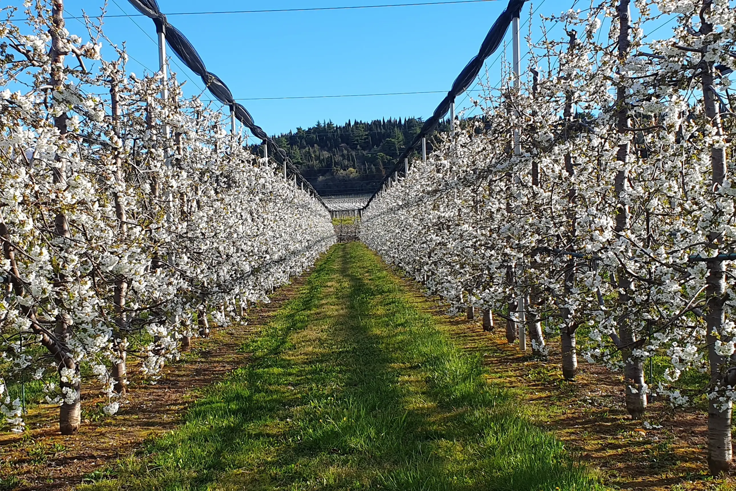 Cherry cultivation in Uzbekistan has a minimal environmental impact