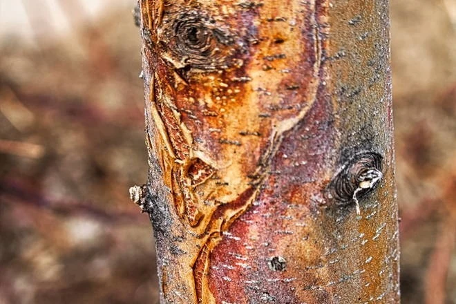 L’influenza della varietà di ciliegio sulla suscettibilità ai funghi del legno