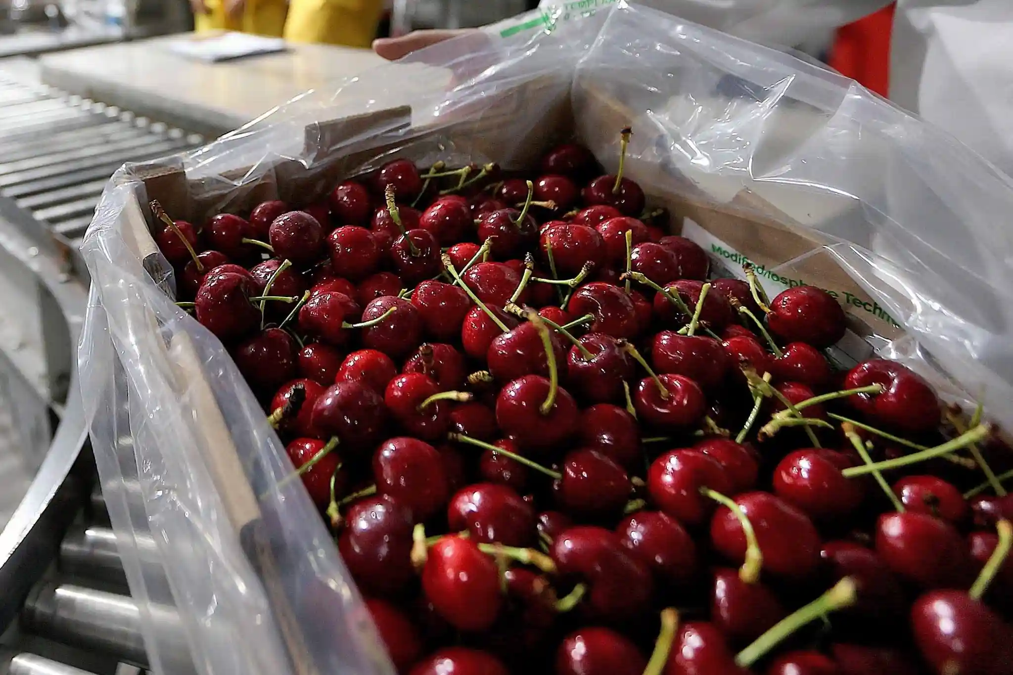 Packaging fotodinamico al CA: nuova frontiera per conservare le ciliegie in Cina