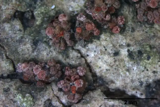 Nectria dematiosa: nuova minaccia per la cerasicoltura cilena