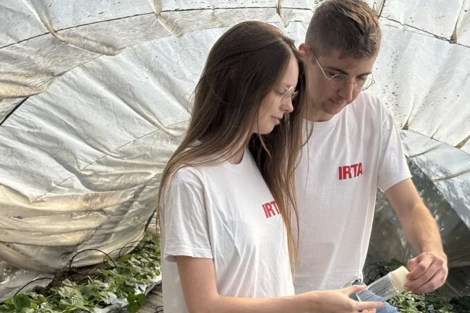 Ganaspis kimorum released in Catalonia to fight Drosophila suzukii
