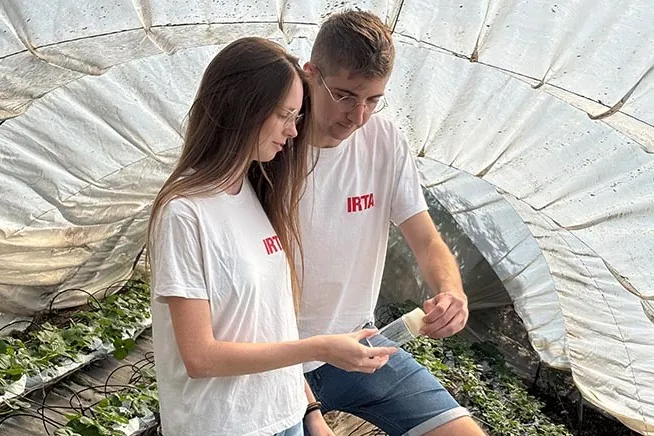 Catalogna: Ganaspis kimorum in campo per salvare le ciliegie dalla Drosophila suzukii