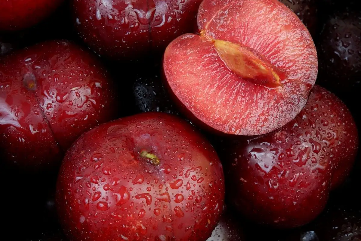 Prunus: 25 anni di dati genetici rivoluzionano il breeding