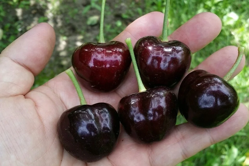 Sweet cherries: new genes discovered in China reveal color and stress secrets