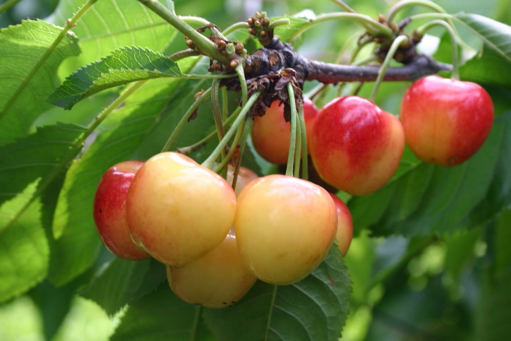 Genome sequencing and assembly in sweet cherry: new opportunities for breeding