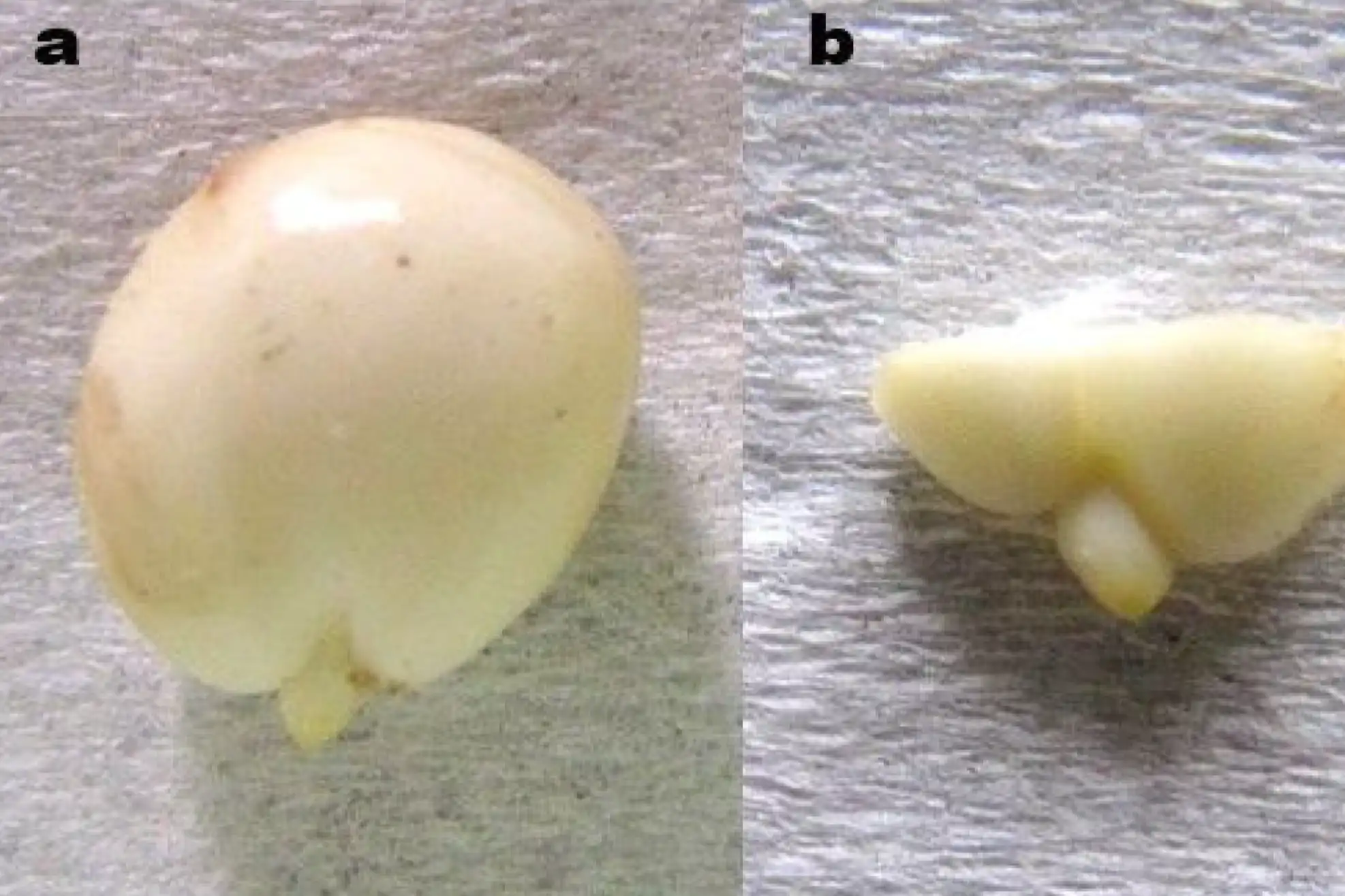 Migliorare la germinazione in ciliegio acido per aumentare l’efficienza del miglioramento genetico