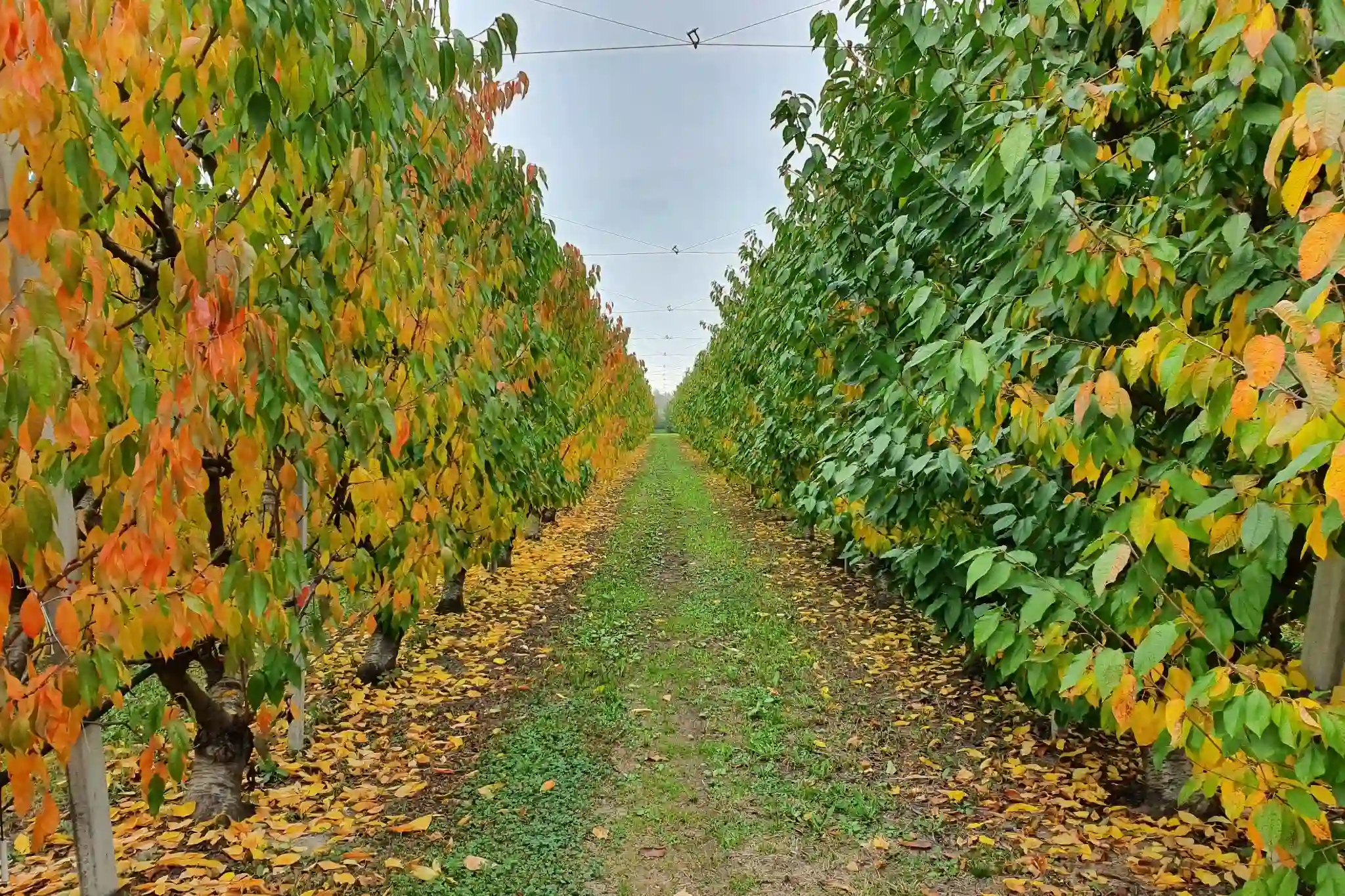 L’esperto informa: fertilizzazione e irrigazione del ciliegio. Strategie per suolo, radici e qualità dei frutti