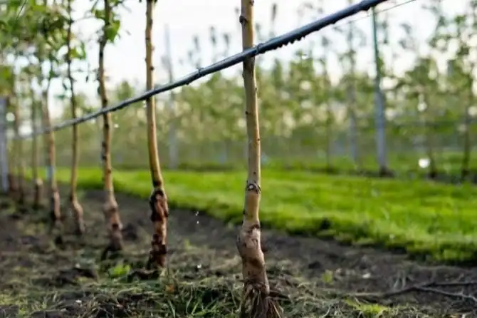 Cile e crisi idrica: come ottimizzare irrigazione e nutrizione nella frutticoltura