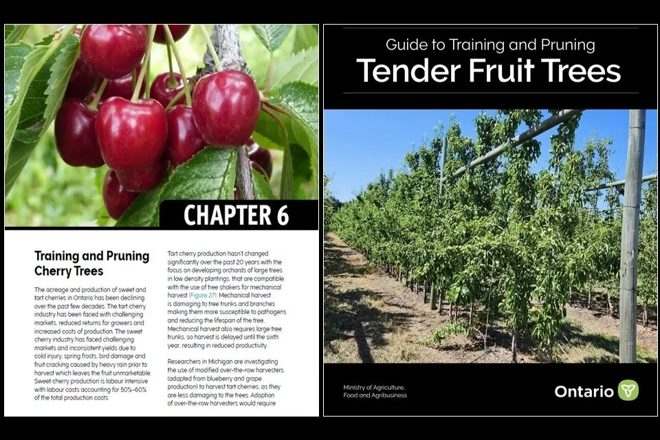 Un nuovo manuale su allevamento e potatura degli alberi da frutto